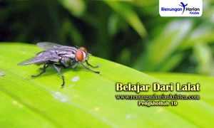 Renungan-Harian-Pengkhotbah-10-Belajar-Dari-Lalat